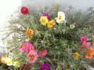24 iulie 2012-flori 058