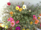 24 iulie 2012-flori 061