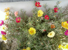 24 iulie 2012-flori 063