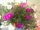 24 iulie 2012-flori 074