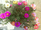 24 iulie 2012-flori 075