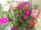 24 iulie 2012-flori 076