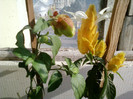24 iulie 2012-flori 064