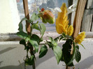 24 iulie 2012-flori 067