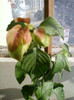 24 iulie 2012-flori 069