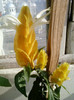 24 iulie 2012-flori 068