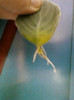 24 iulie 2012-flori 079
