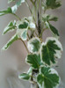 polyscias balfouriana
