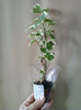24 iulie 2012-flori 092