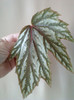 begonia ?