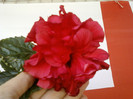 24 iulie 2012-flori 020
