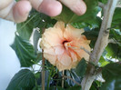 24 iulie 2012-flori 017