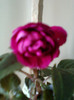 impatiens mov batut