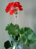24 iulie 2012-flori 078