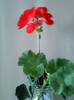 24 iulie 2012-flori 082