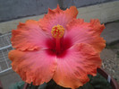 hibiscus passion