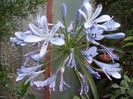 agapanthus albastru 2