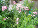 P1010466