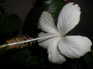 Hibiscus White Swann