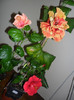 Hibiscus grup