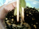 25 iulie 2012-flori 005
