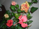 Hibiscus grup