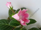 Sinningia Slipper Pink