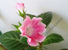 Sinningia Slipper Pink