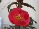 Achimenes Orange Delight