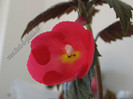 Achimenes Orange Delight