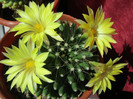 Mammillaria longimamma