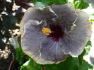 P1160234