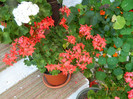 DSCN1173