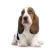 Basset 2