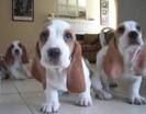 Basset 5