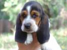 Basset 6