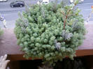 25 iulie 2012-flori 036