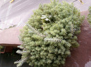25 iulie 2012-flori 037