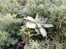 25 iulie 2012-flori 039