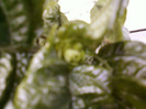 25 iulie 2012-flori 041