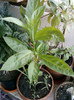 cestrum nocturnum