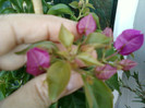 25 iulie 2012-flori 078