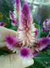 celosia caracas