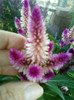 25 iulie 2012-flori 081