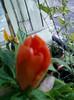 25 iulie 2012-flori 045