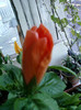 25 iulie 2012-flori 047