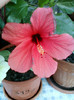25 iulie 2012-flori 061