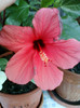 25 iulie 2012-flori 063