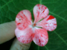 25 iulie 2012-flori 072