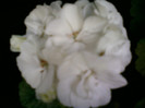 25 iulie 2012-flori 073